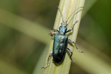 Fototapeta premium donacie soyeuse plateumaris sericea coléoptère grimpant sur un brin d'herbe