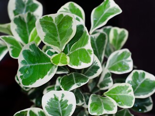 Mistletoe Fig or Mistletoe Rubber Plant Scientific name is Ficus deltoidea Variegated. It is a deciduous plant up to 7 meters tall. The trunk is gray with white resin.