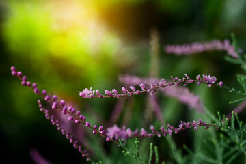 pink flower in the grass