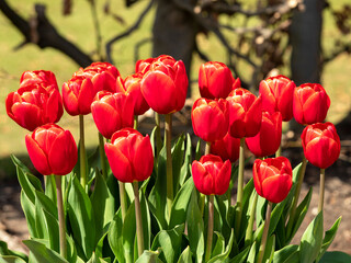 Beautiful bright red tulips flowering in a park