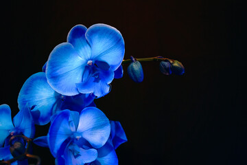 Fototapeta na wymiar Phalaenopsis orchid. Bright blue flowers on black background