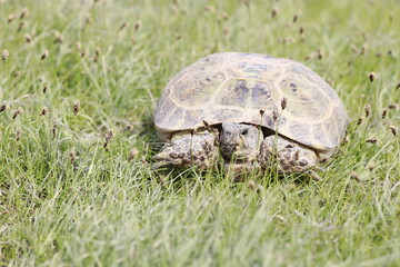 turtle on the grass