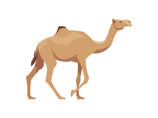Flat dromedary camel. Vector illustration