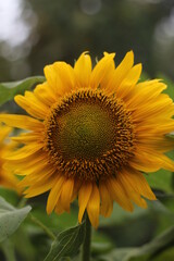 sunflower in the garden