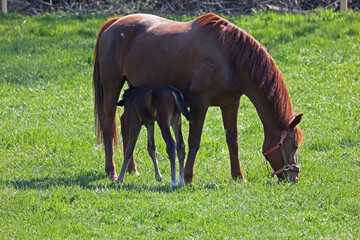 Horse and foal graze in the meadow