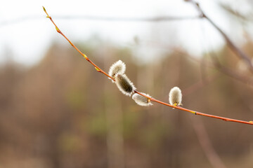 Fluffy willow tree catkins. Spring april buds against blurred background in Chernobyl Exclusion Zone, Ukraine