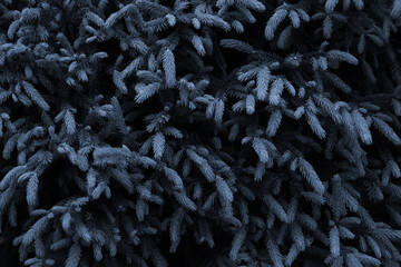 texture of bush