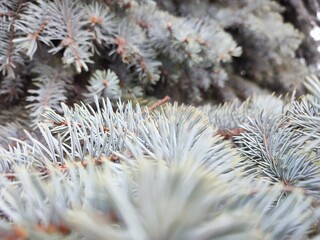 close up of pine needles