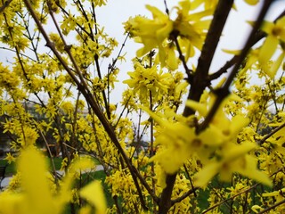 yellow maple leaves