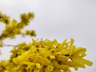 close up of yellow flower
