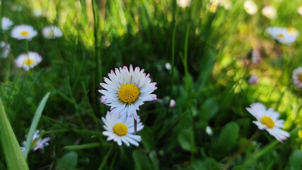 Beautiful white daisy flower in the park up close. Background beautiful green grass.