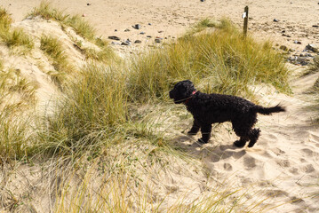 Healthy young dog having fun at the beach playing in the sand