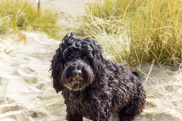 Healthy young dog having fun at the beach playing in the sand