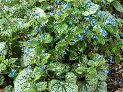 Siberian bugloss, Brunnera macrophylla, with variegated leaves and blue flowers