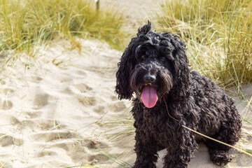 Healthy young dog having fun at the beach playing in the sand