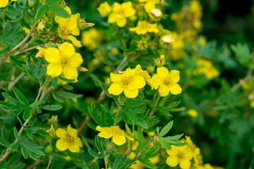 Yellow flowers of the potentilla bush among the summer foliage (Dasiphora fruticosa)