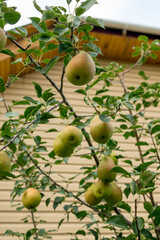 Ripe pears on a tree near the house