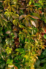 Autumn leaves of decorative grapes. Parthenocissus quinquefolia