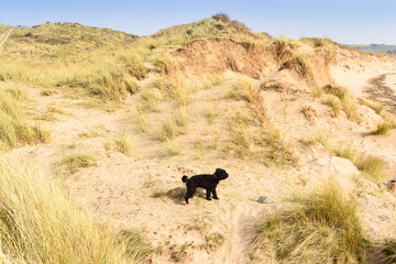 Healthy young dog having fun at the beach playing in the sand