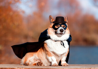 funny portrait of a corgi dog in a superhero carnival costume in a black mask and raincoat