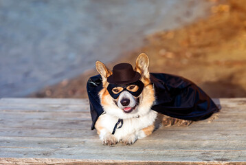 funny portrait of a corgi dog in a superhero carnival costume in a black mask and raincoat lying on the shore and smiling