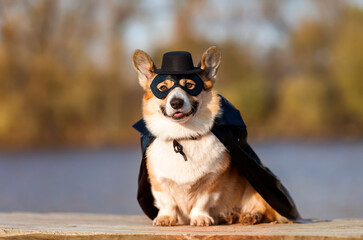  portrait of a corgi dog in a superhero carnival costume in a black mask and raincoat sitting on the shore and smiling