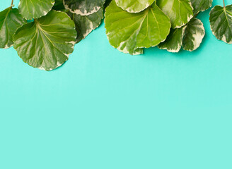 flat lay of green leaves frame on green background