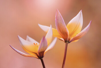 Fototapeta na wymiar Tulipan botaniczny Tarda