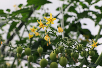 Yellow flowers and young, green developing tomatoes on a branch., selective focus. Blooming tomato bush at the greenhouse
