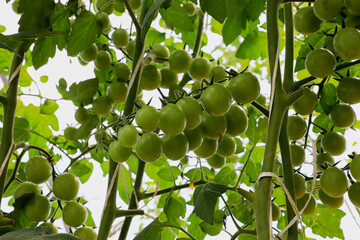 Green unripe cherry tomatoes of the 'Cherry Ira f1' variety on the vine in a greenhouse, bottom view