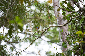 Banded Kingfisher