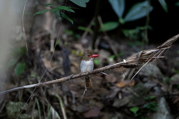  Banded Kingfisher