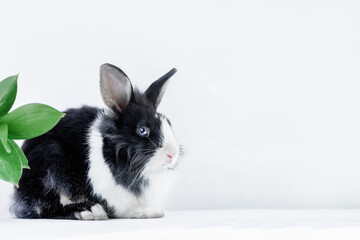 Small rabbit of the Dutch breed of black and white color on a white background with leaves. Pets. Easter bunny