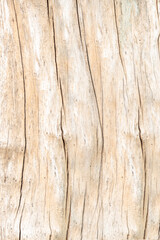 Fototapeta na wymiar rough texture of light brown tree bark with vertical lines