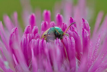 beetle in flower bud 