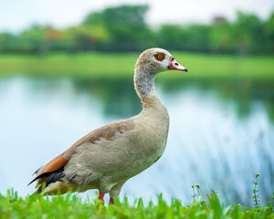 Canadian Goose