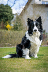 Border Collie Hündin - 4 Jahre alt