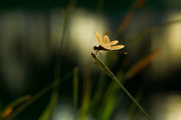Dragonfly on a Pond Plantduring Sunset