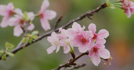 Pink sakura flower, cherry blossom