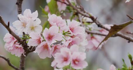 Pink sakura flower, cherry blossom