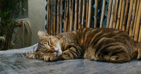 Street cat sleep at outdoor