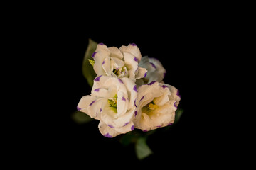 Eustoma on a black background