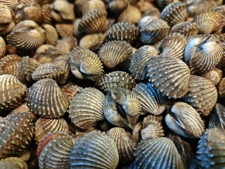Pile of​ fresh blood cockles for sale in the market.