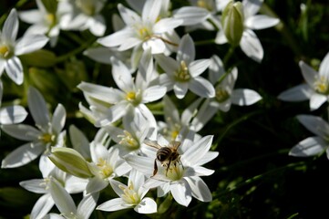 a bee in flight towards a white flower