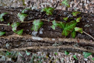 green ivy attached to a tree
