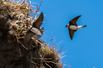 Sand Martin (Riparia riparia) in flight with a blue sky and copy space, a migrating bird that can be found flying in the UK in the spring  from March or April and is known as the Bank Swallow