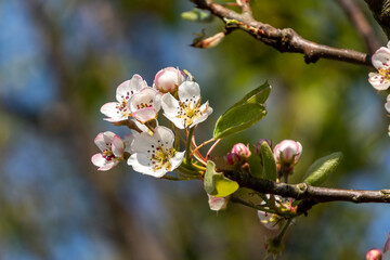 Apricot Goldrich (Prunus armeniaca) a springtime flowering tree plant with pink white flower...