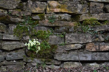 yellow flowers of bitter gourd and plants on the brick wall