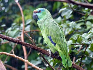 Festive amazon (Amazona festiva), also known as the festive parrot, is a species of parrot in the family Psittacidae. Amazon rainforest, Brazil