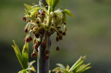 small strange seeds of the plant